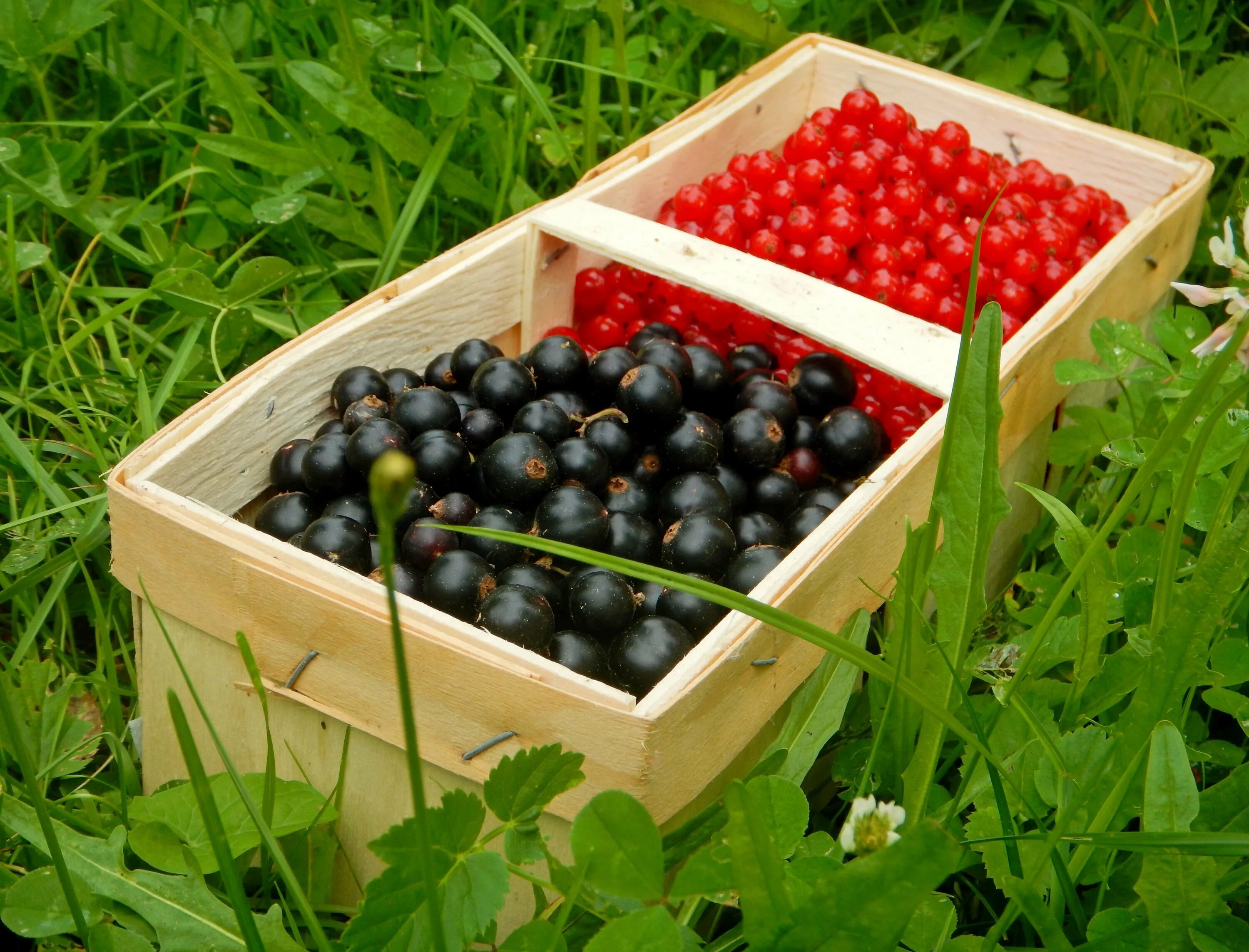 Лоток смородины. Черная смородина в ящике. Смородина красная в ящике. Смородина красная в ящике. Черная смородина фон.