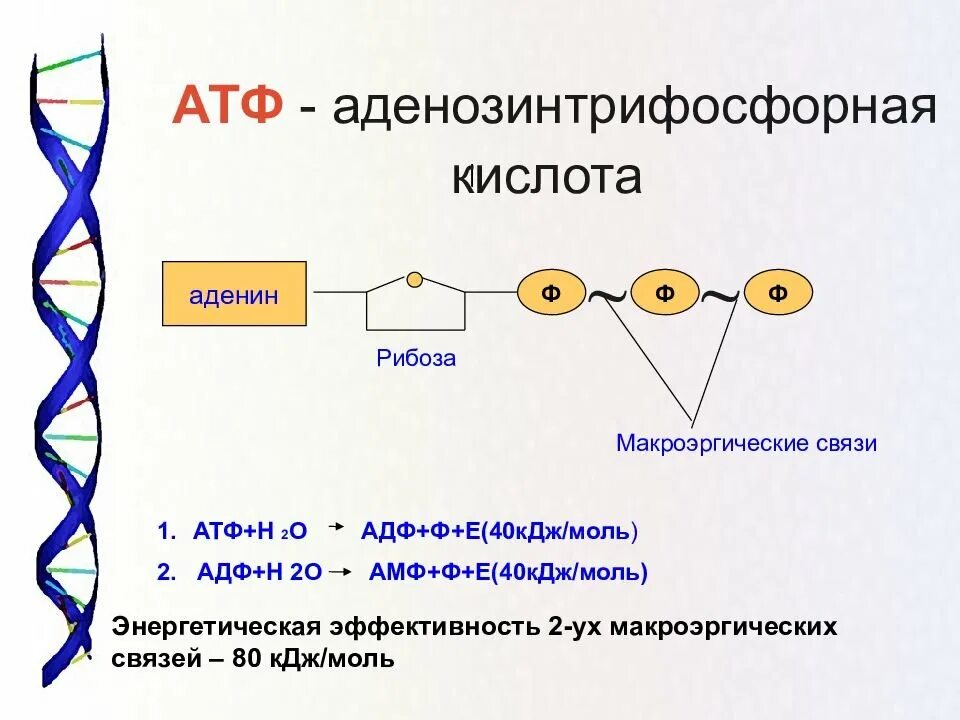 Атф белка функция. Атф белка функция