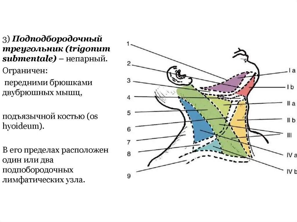 Расположен в пределах