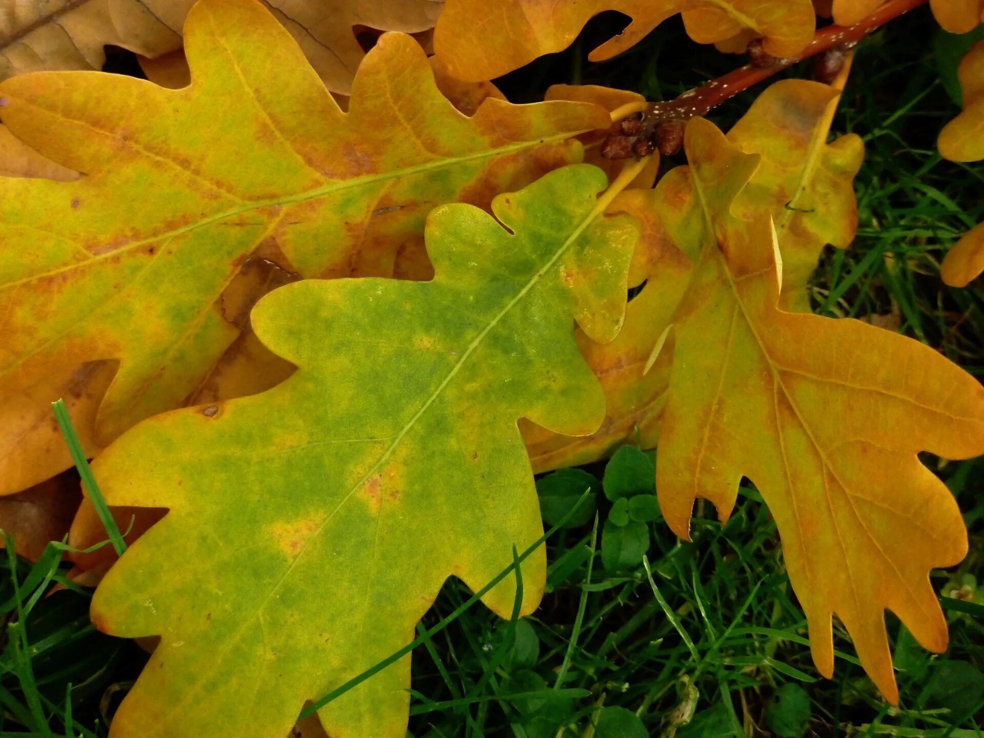 Дуб черешчатый осенью лист. Дуб черешчатый окраска листьев осенью. Дубовый лист. Осенние листья дуба.