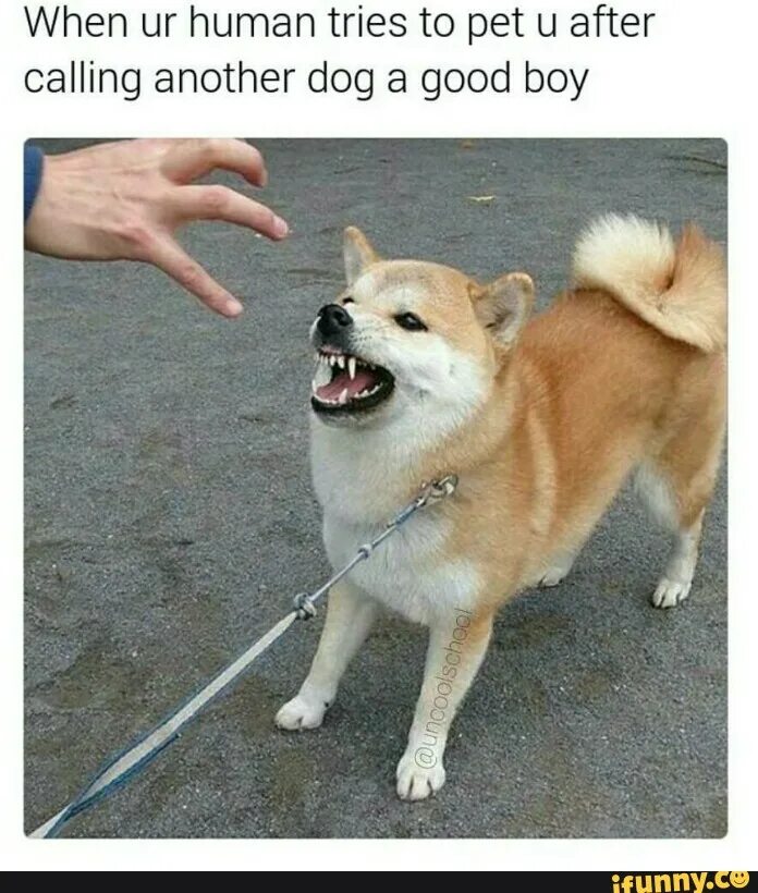 Good boy Dog. My Dog. Good boy Dog meme. Pet meme.