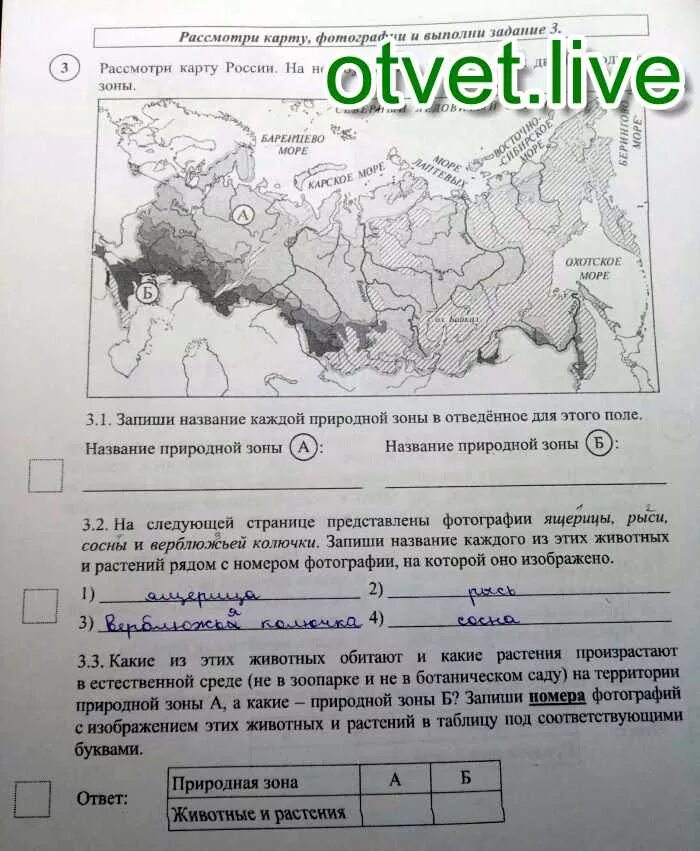 Природные зоны россии впр ответы. Название каждой природной зоны в соответствующие. Рассмотри карту природных зон России изображения и выполни задание. Название каждой природной зоны соответствующие строки. Запиши название каждой природной зоны.