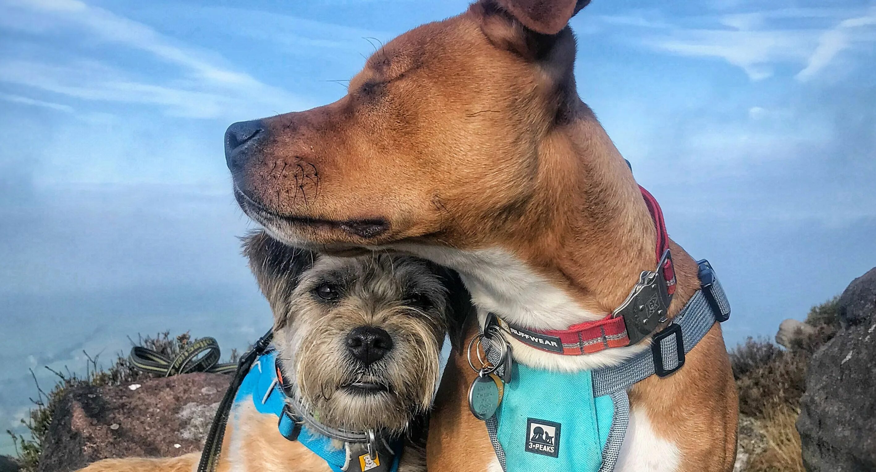 I have two dogs. Собаки 2рой мировой. собака t2x2. фантейн 2 собаки. two dogs.