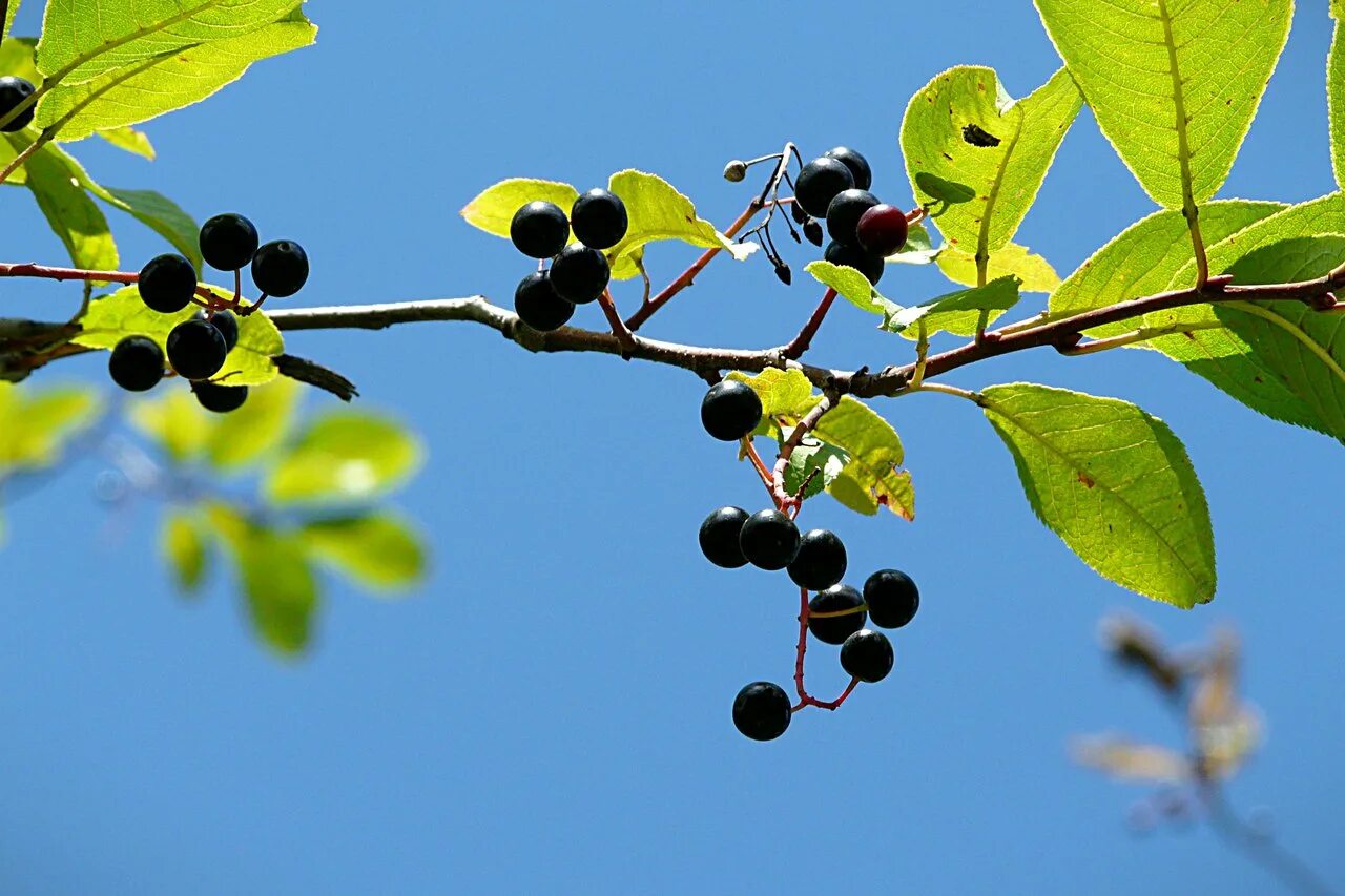 Ягоды черемухи. Черемуха ягоды. Черемуха Маака плоды. Дерево с черными ягодами но не черемуха. Чёрная ягода на дереве.
