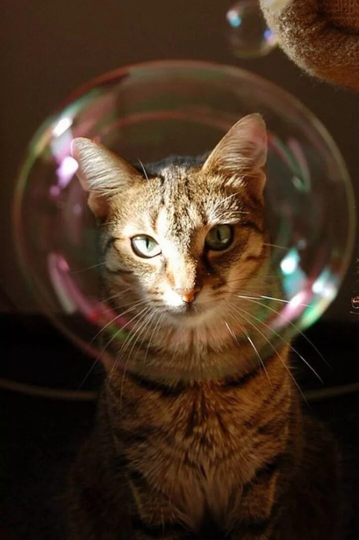 Кот пузырек. Кот и мыльные пузыри. котики мыльные пузыри. котенок и мыльные пузыри. коты в мыльных пузырях.