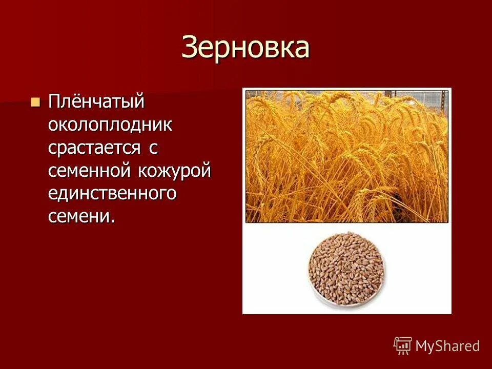 Пленчатый околоплодник. Околоплодник срастается с семенной кожурой. Околоплодник сросшийся с семенной. Плод Зерновка. Пленчатый околоплодник срастается с