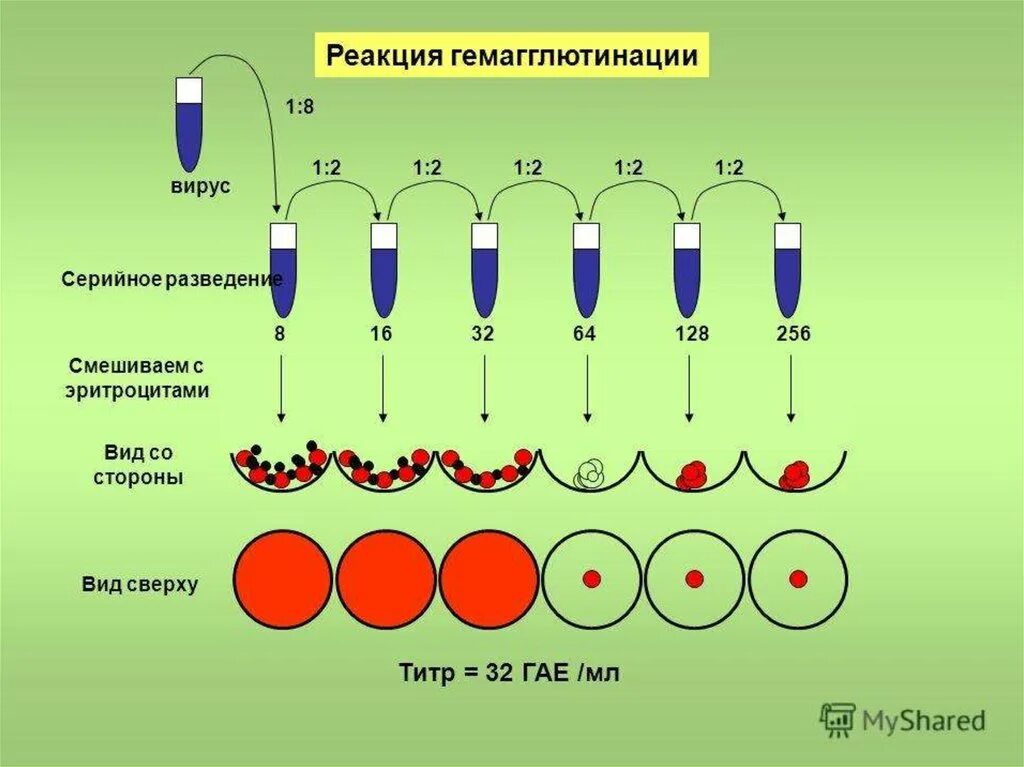 Постановка реакции гемагглютинации схема. Реакция непрямой гемагглютинации схема. Титр вируса в реакции гемагглютинации. Реакция торможения пассивной гемагглютинации. Расчет рск