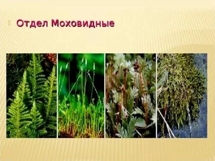 Споровые растения отдел моховидные 7 класс биология