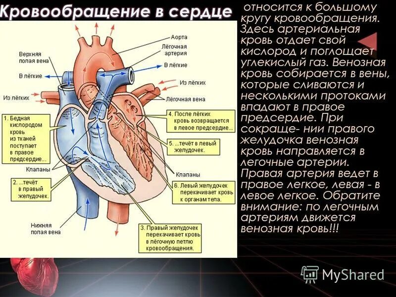 Какая кровь содержится в правой половине сердца. Артериальная и венозная кровь. Артериальное и венозное сердце. Артериальная и венозная кровь в сердце.