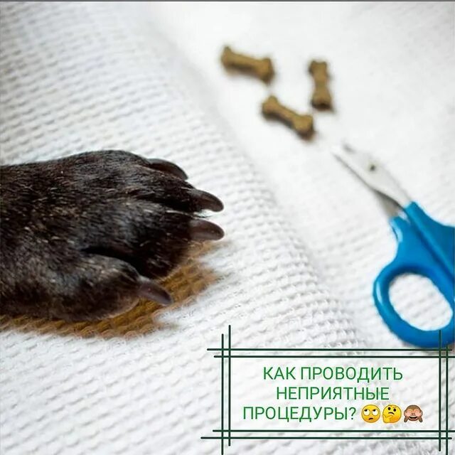 мягкие лапки кмв