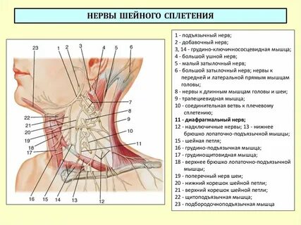Шейное сплетение это