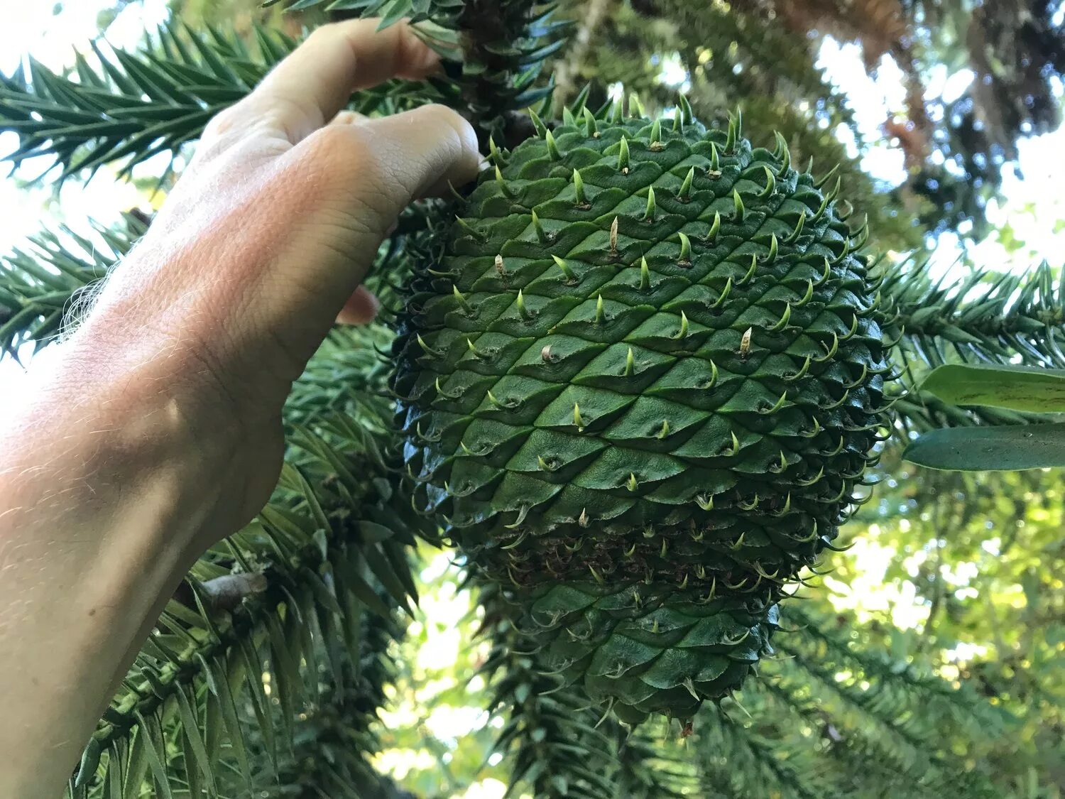 Чилийская сосна араукария. Пиния сосна шишка. Кедровая шишка пиксабай. Туя западная хвоинки. Шишки хвойных растений.
