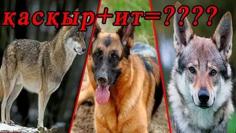 Жас гей порно