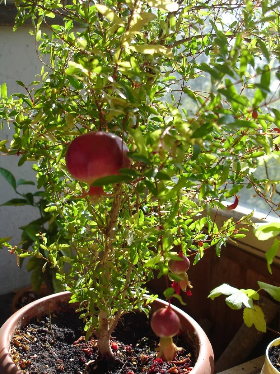 Гранат комнатный карфаген. Домашнее гранатовое дерево. Гранат карликовый карфаген. Карликовый комнатный гранат. Карликовый гранат бейби.
