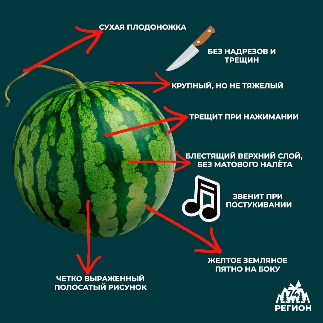 При выборе арбуза какой должен быть звук