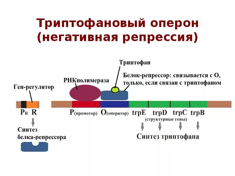 Оперон бактериальной клетки схема. Схема лактозного оперона у прокариот. Триптофановый оперон. Схема триптофанового оперона.