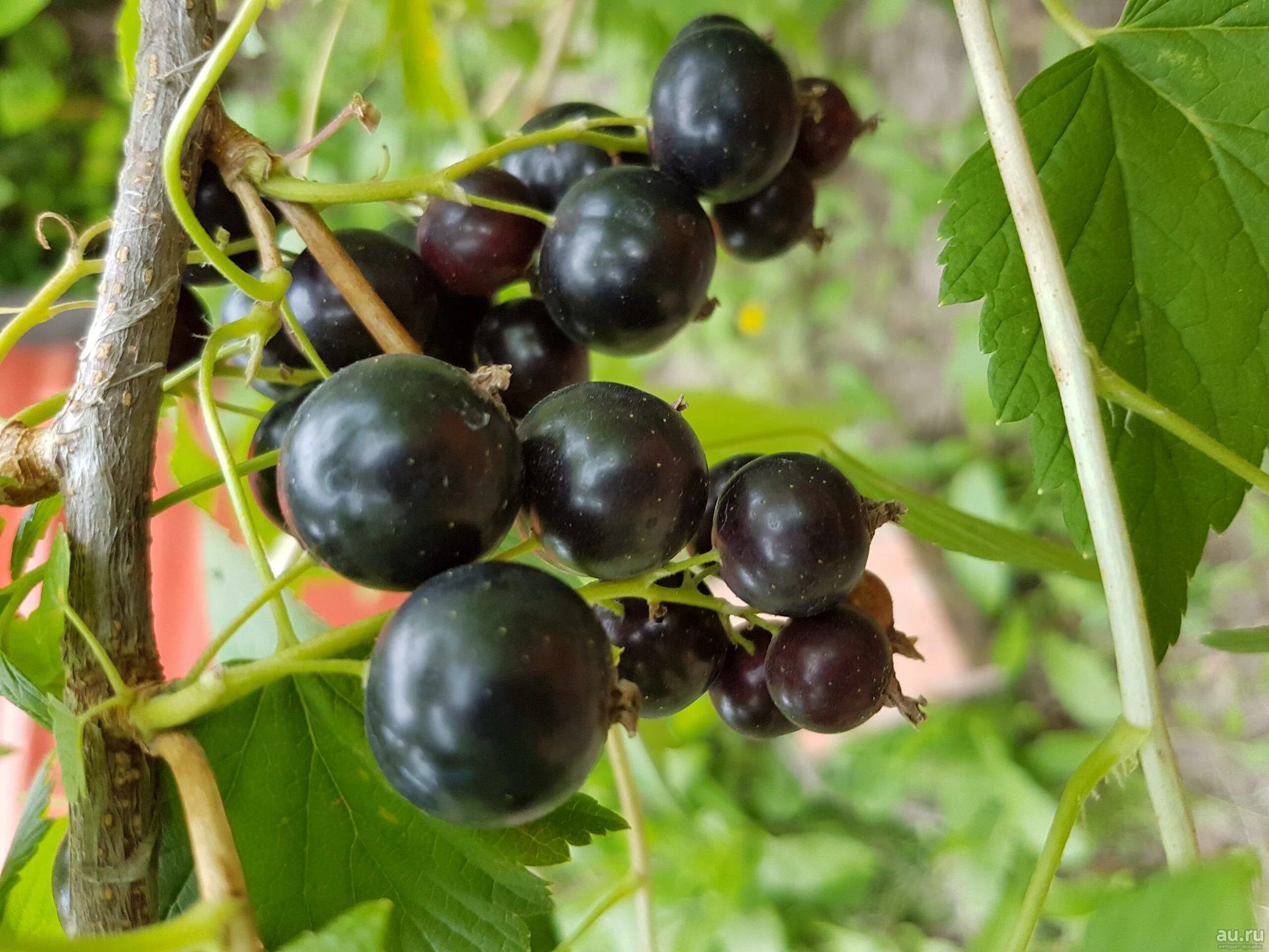 Смородина черная Литвиновская. Смородина Брянский агат. Смородина Пигмей куст.