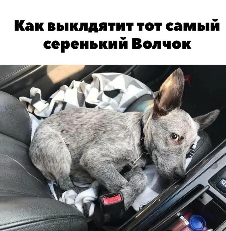 Как выглядит именно. Серенький волчок. Показуха. Вот так выглядят сплетницы. Как выглядит именно.