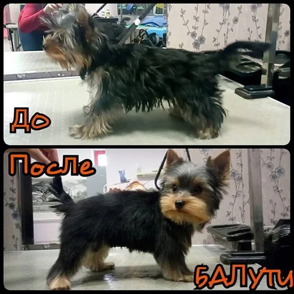 Бивер-йоркширский терьер. Бейбифейс йорк стрижка. Со скольки месяцев стригут йорков. Стрижка йорка беби фейс. Со скольки месяцев стригут йорков.