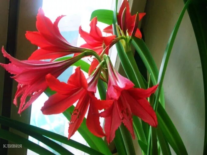 Ком цветы похожие на. Кливия с красными цветами. Растение похожее на кливию. Комнатные цветы похожие на лилии. Цветок похожий на кливию.