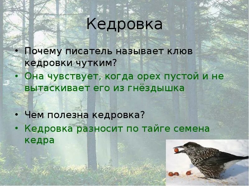 Птицы Васюткино озеро. Почему Кедровка назвали Кедровкой. Васюткино озеро Кедровка. Астафьев Васюткино озеро презентация 5 класс 1 урок. Почему озеро названо именем васютки