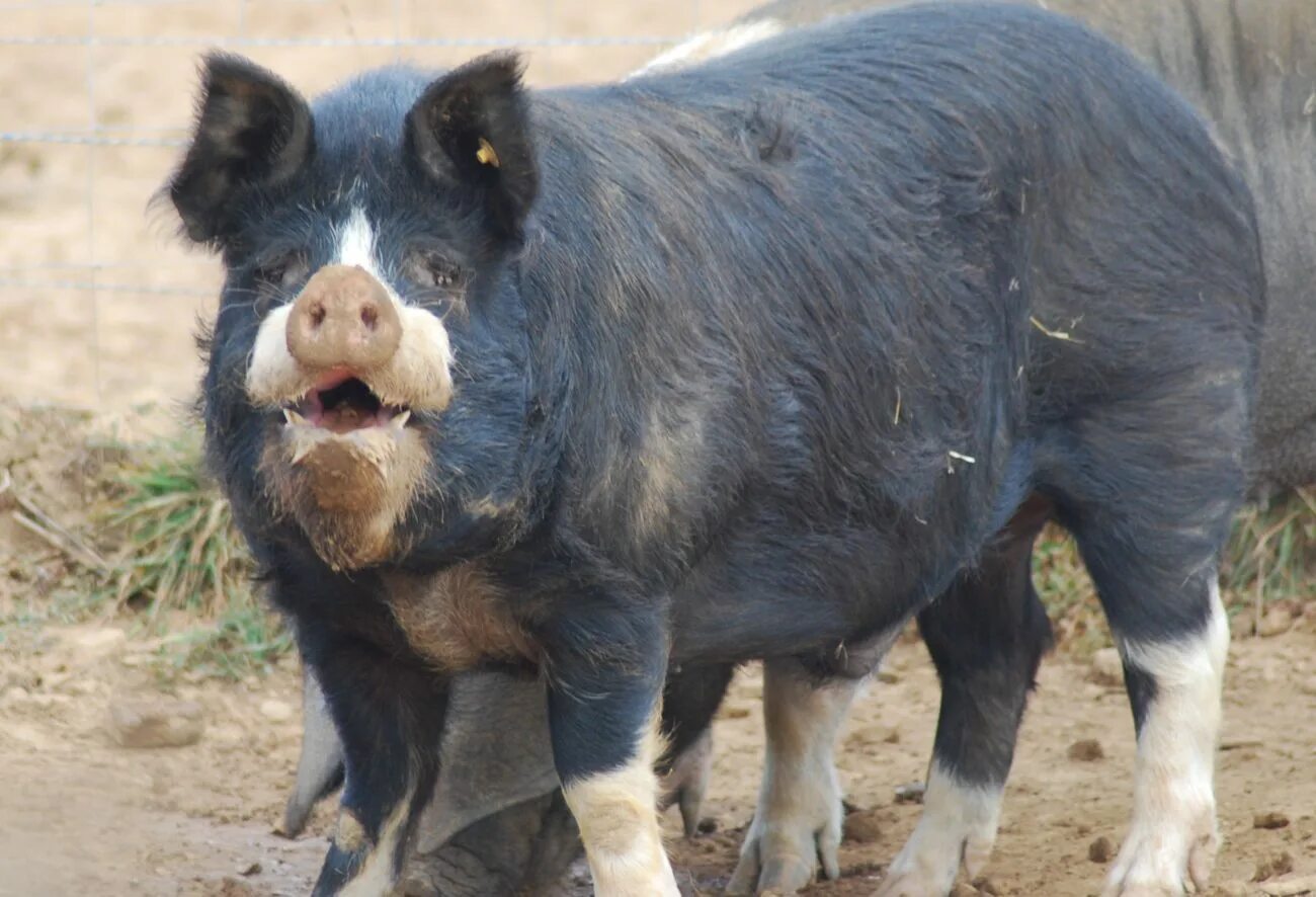 окрас свиней. наряженная свинья. абиссинская порода морских свинок. розовая свинка. какого цвета свинки.
