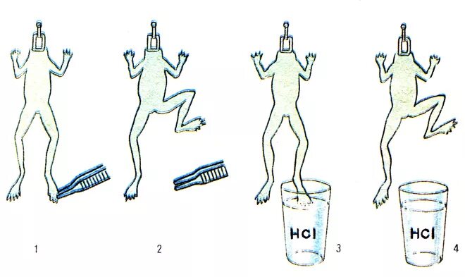 определение времени рефлекса по тюрку