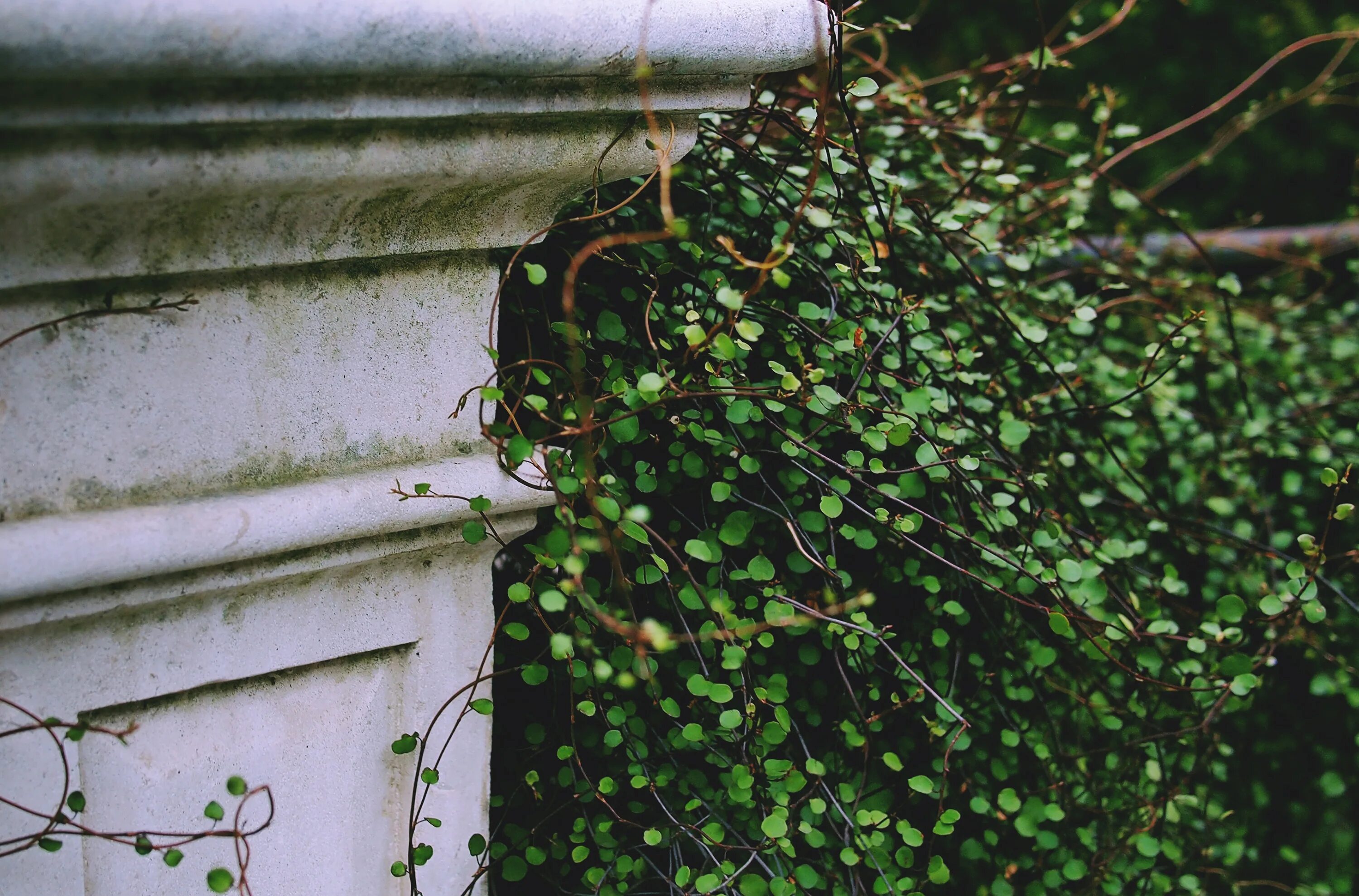 Убранною плющом. Плющ вечнозеленый (Hedera).. Виноград плющ. Куст плюща Моррисон. Плющ на стене.