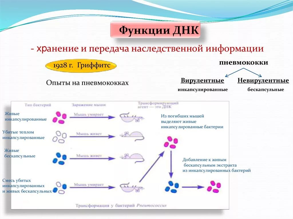 За хранение наследственной информации отвечают. Хранение и передача генетической информации. Функция хранения и передачи наследственной информации. Функции ДНК. Роль нуклеиновых кислот в передаче генетической информации.