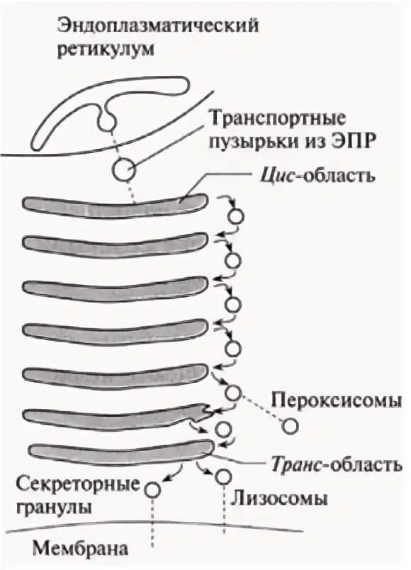 Транспортные пузырьки