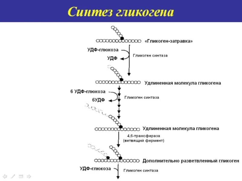 Биосинтез гликогена из глюкозы называется. Удф глюкоза синтез гликогена. схема синтеза гликогена с ферментов. синтез лецитина из глюкозы. синтез затравочной части гликогена.