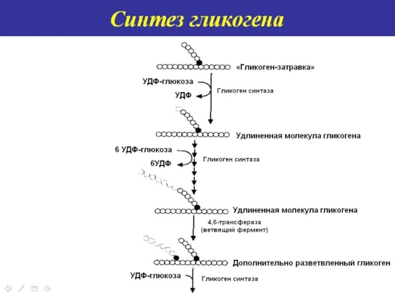 Схема ферментативного синтеза гликогена. Схема синтеза гликогена из Глюкозы. Синтез гликогена для чего. Синтез гликогена из УТФ Глюкозы.