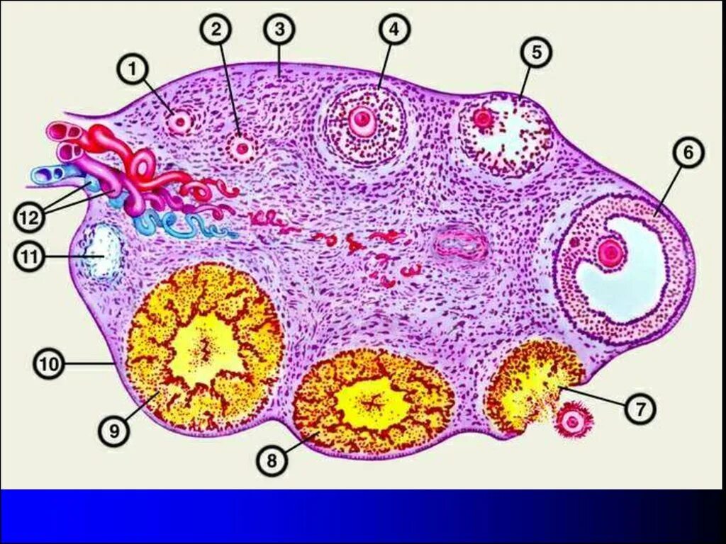 Микроскопическое строение яичника. Строение фолликула яичника гистология. Желтое тело яичника гистология рисунок. Фолликулы яичника гистология. Фолликулы созревают в