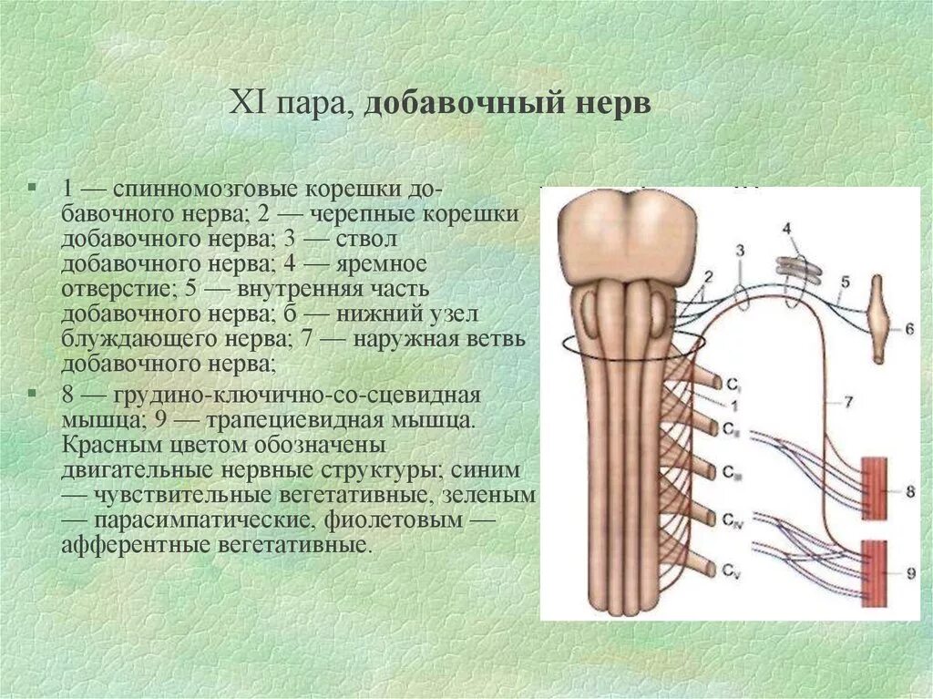 11 черепной нерв. 11 Пара черепных нервов добавочный нерв. 11 Пара черепных нервов иннервирует. 11 Пара черепных нервов добавочный нерв ветви. Добавочный нерв иннервирует.