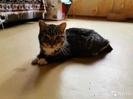 Васька кот 1