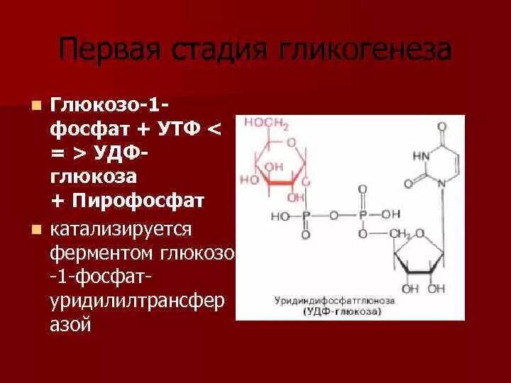 Утф биохимия. Удф глюкоза пирофосфат. глюкозо 1 фосфат утф.