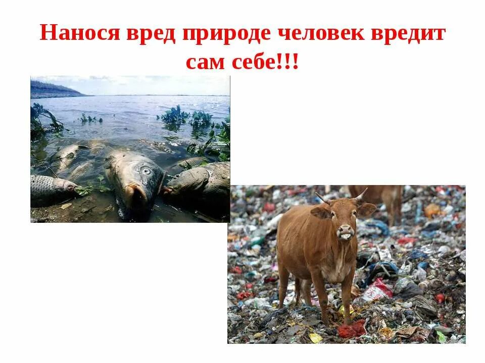 Вред причиняемый животными. Как человек вредит природе. вред человека природе. качеловек вредит природе. что наносит вред природе.