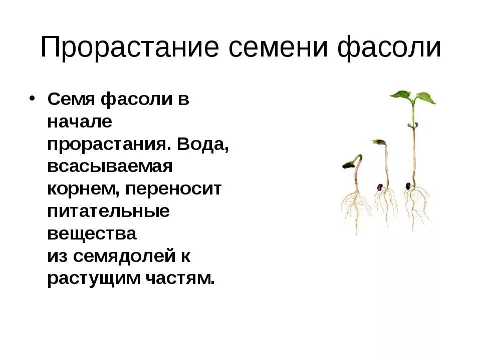 Презентация прорастание семян 6 класс пасечник. Прорастание семян. Прорастание фасоли. Семена фасоли прорастание семян. Порядок прорастания семян фасоли.