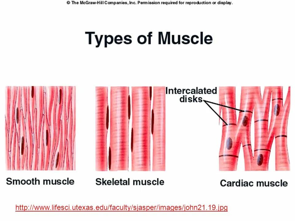 Гладкие мышцы многоядерные. Поперечно Скелетная мышечная ткань. Гладкая мышечная ткань гистология. Сердечная мышечная ткань гистология. Исчерченная мышечная ткань гистология.