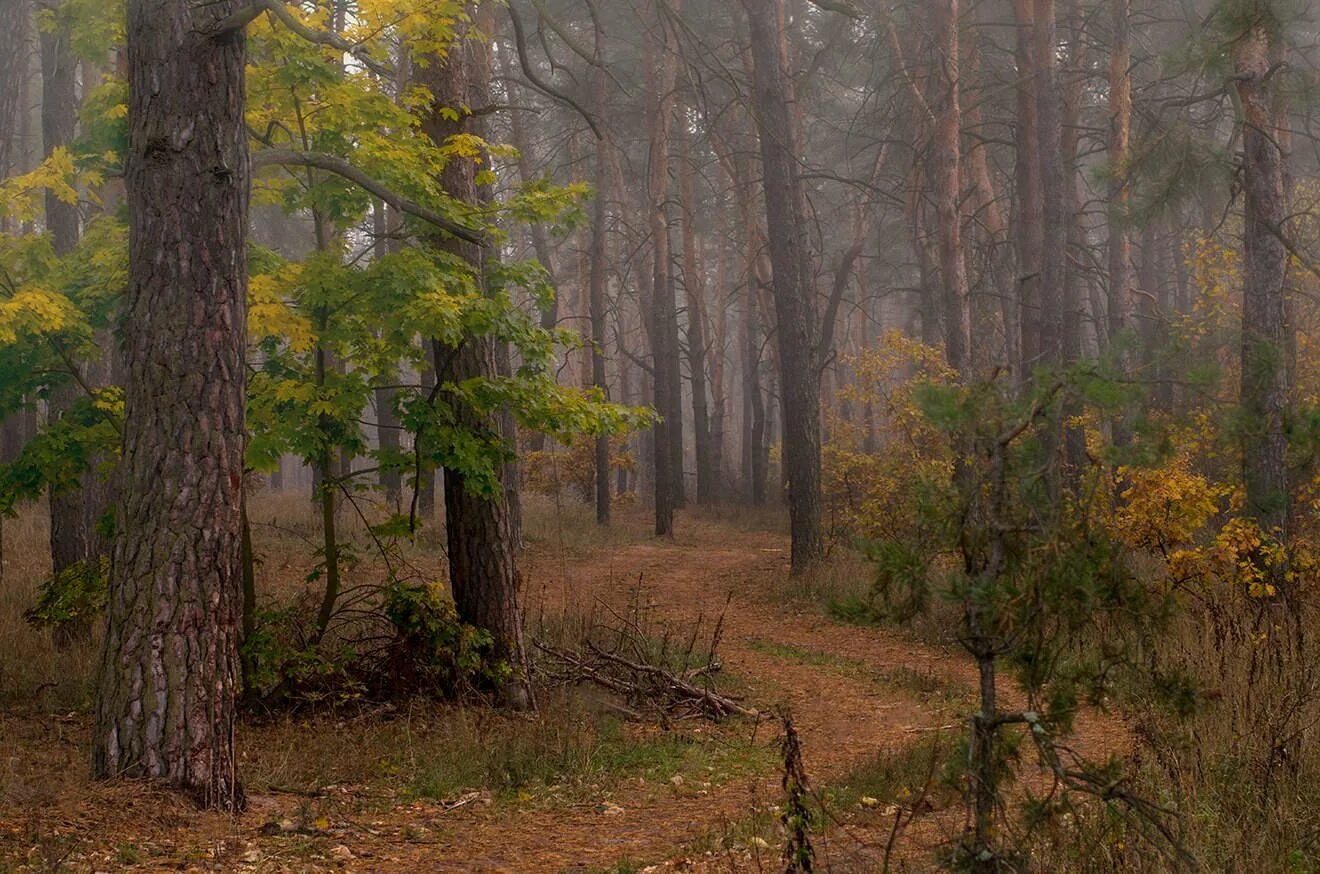 Осень в хвойном лесу. Осенний сосновый лес. Сосновый бор новосибирск осень. Осень в сосновом бору. Лесной пейзаж.
