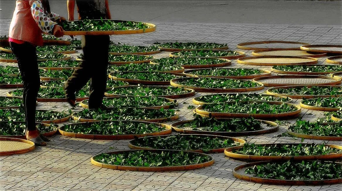 Вяление чайного листа. Ферментация чайного листа. Мелкие листики. Сушка листьев. Хранение высушенных трав.