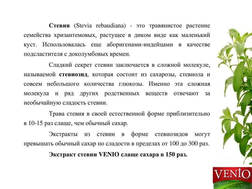 Польза стевии для организма. Стевия растение. Что такое стевия чем полезна. Стевия характеристика. Стевия растение описание.