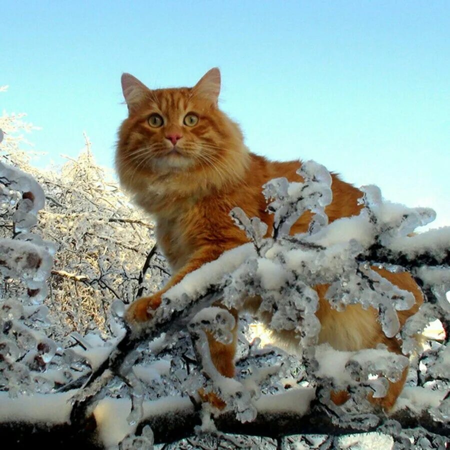 День кошек февраль. Кот зима. Коты зимой. Кот в снегу. Рыжая кошка в снегу.