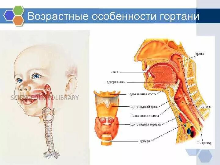 Детская гортань. Глотка надгортанник гортань. Носоглотка надгортанник. Возрастные изменения гортани.