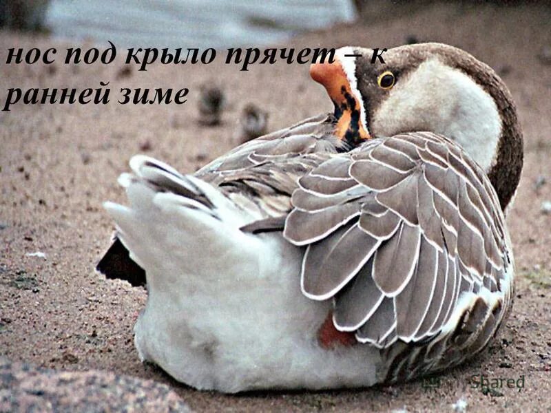 утка кряква птенцы. сонный гусь. птенец дикой утки. прячет под крыльями. когти лебедя.