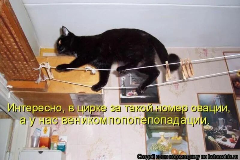 Можно валерьянку собакам