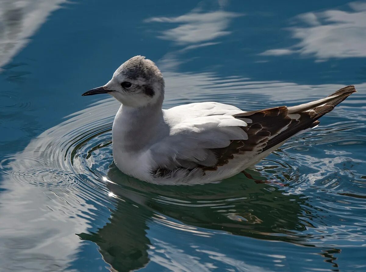 Малая Чайка Larus minutus. Малая Чайка Hydrocoloeus minutus. Малая Чайка красная книга. Малая Чайка Республика Алтай. Сайт нижегородской чайки