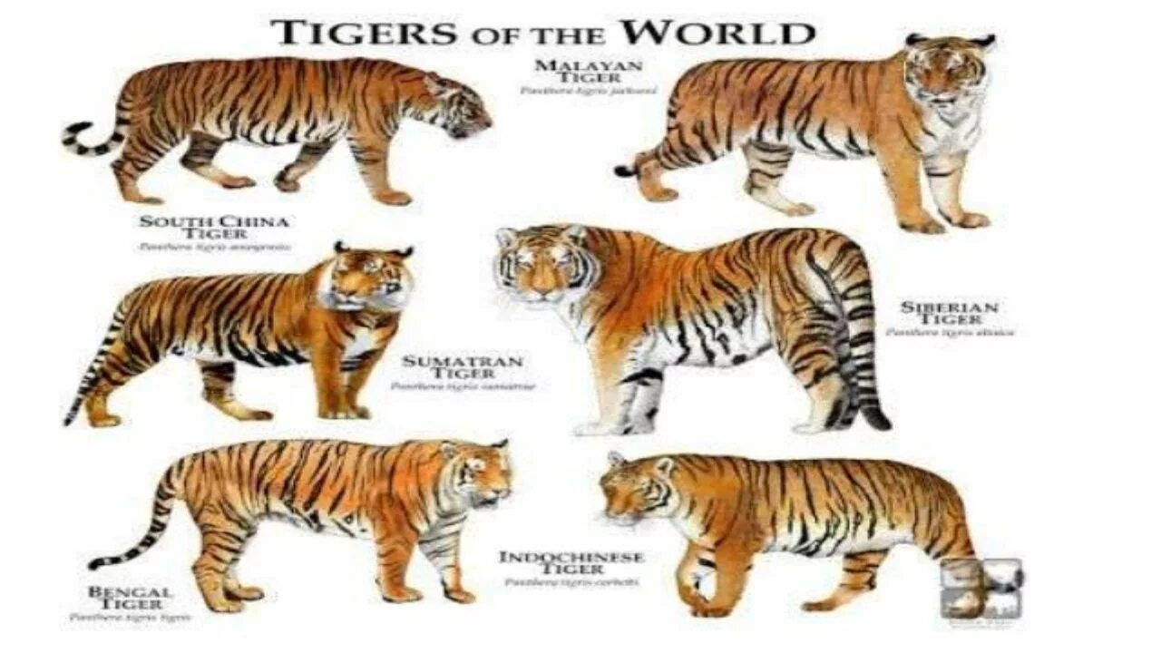 Тигры разновидности. Типы тигров. Отличия тигров. Внешний вид тигра.