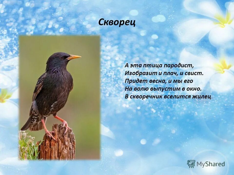 скворец презентация. обыкновенный скворец в скворечнике. скворцы на окна. скворец кавказский. скворцы на вербе.