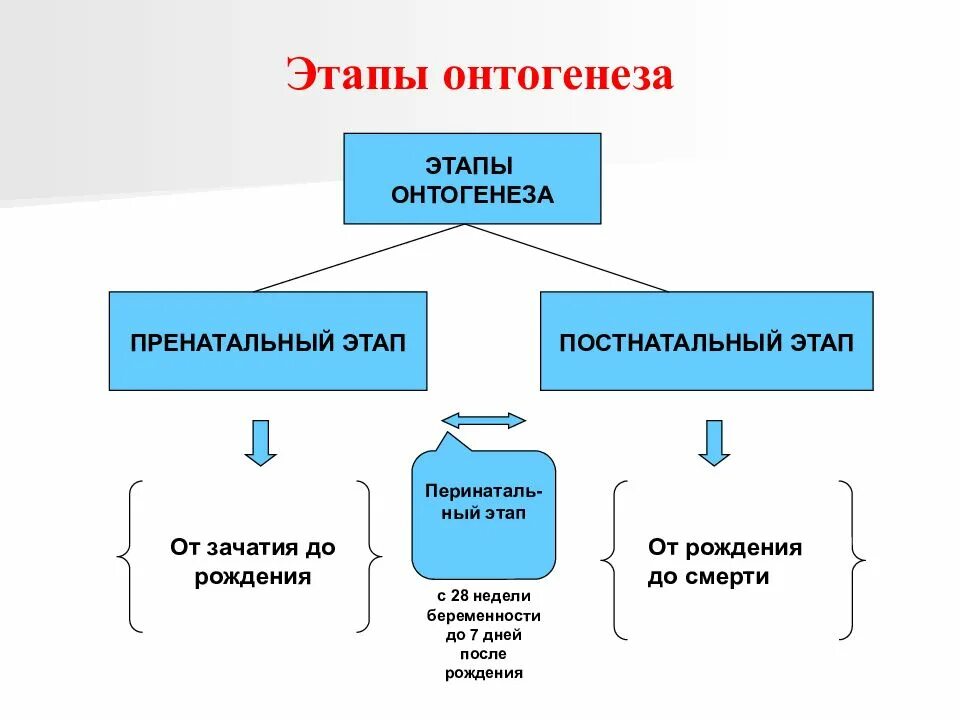 Онтогенез контрольная. Схема индивидуального развития онтогенез. Начальные этапы онтогенеза таблица. 2 Этап онтогенеза. Онтогенез кратко схема.